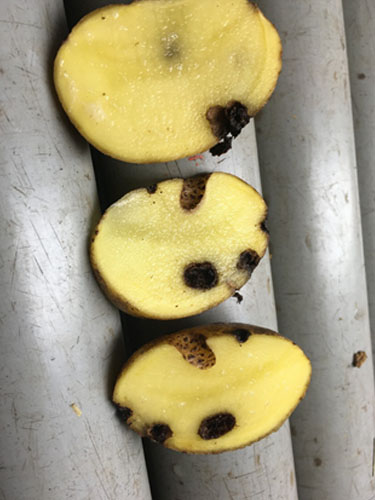 Eksempler på kartofler med ormegange. Foto Lars Møller, SEGES.