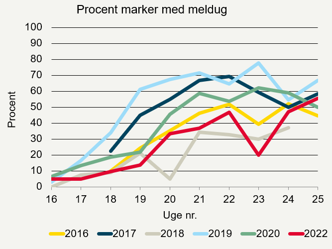 Procent marker (ubehandlet) med forekomst af meldug i rajgræs i 2016-2020 og 2022.