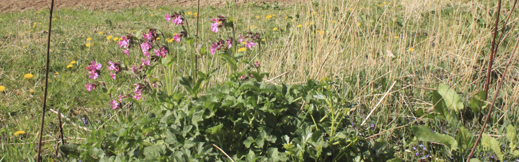 Mark der er omlagt til vild natur og blomster, hvilket øger biodiversitet