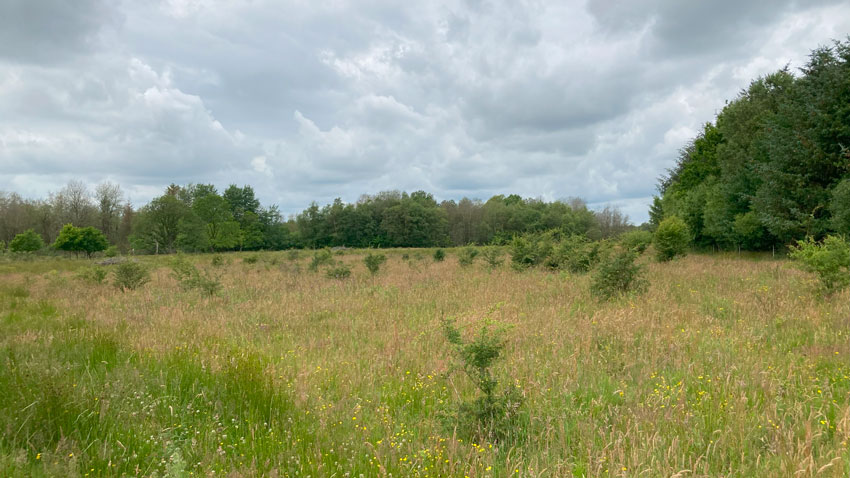 Mose med opvækst af vedplanter