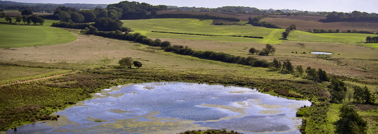 Vue ud over lavbundsmarker udlagt til permanent vådområde