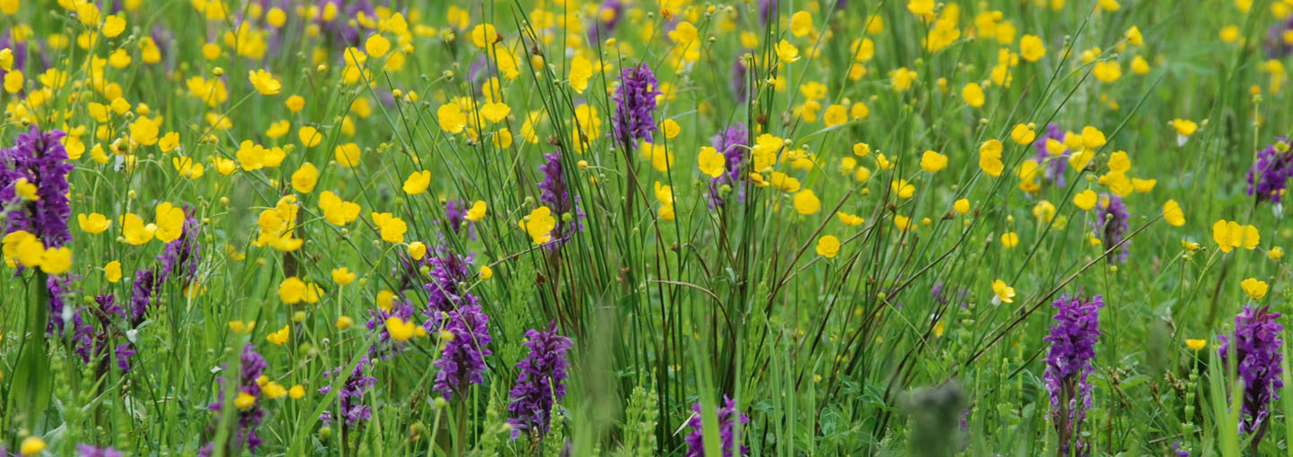 Regulering af ammoniakbelastningen af naturen