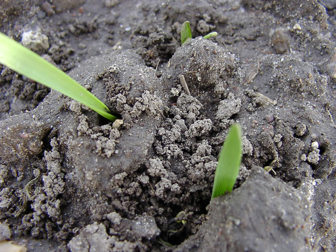 Aksløberlarverne har kastet jord op