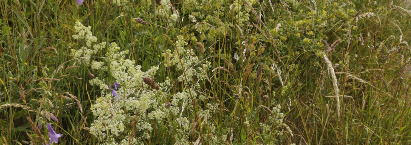 Billede af vilde blomster
