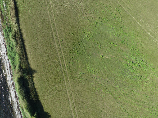 Tidsler i frøgræs i efteråret set fra drone