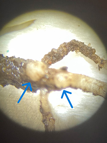 begyndende dannelse af rodknolde