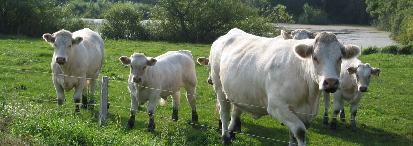 Charolais-kvæg på gærs