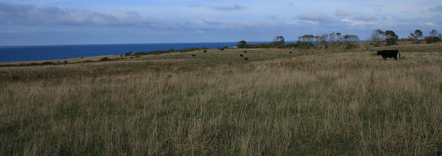 Græsmark
