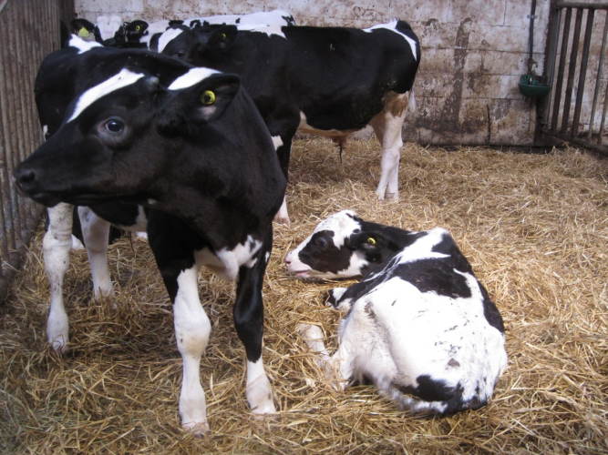 Kalvesygdomme i besætninger smittet med Mycoplasma bovis