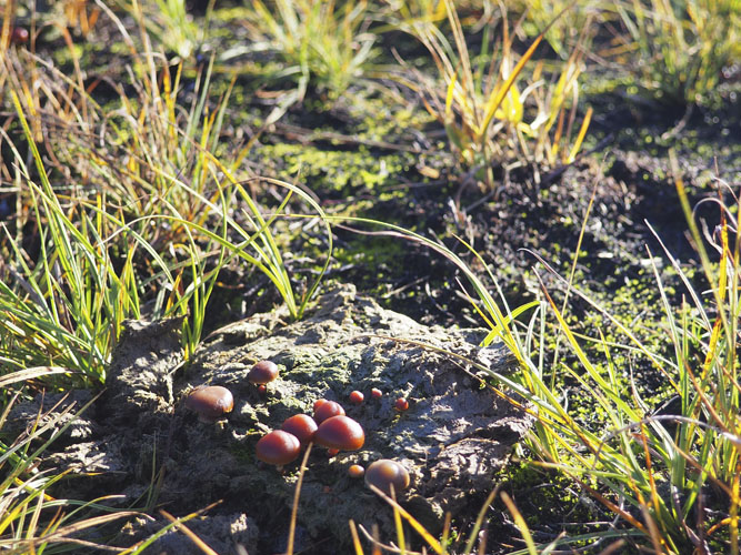 Der er er meget liv tilknyttet kokasser, bl.a. en lang række svampe. De store møgbiller er iøjnefaldende, og der findes mange arter. For optimale forhold for møgbillefaunaen er det vigtigt, at der på arealet er friske kokasser fra tidligt forår til efterår, og allerhelst hele året. 