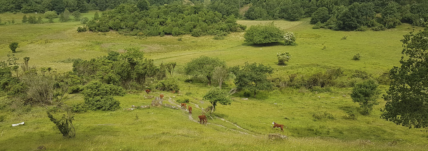 Kreaturer græsser på stort grønt område med græs og træer