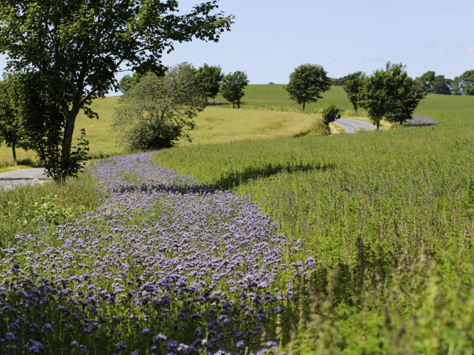 Honningurt langs mark