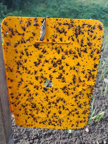 Orange limplade fotograferet 27. september 2023 af Julie S. Nielsen, Spiras