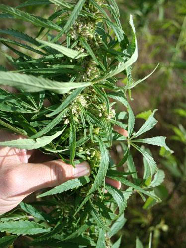 Hampeplante med frø