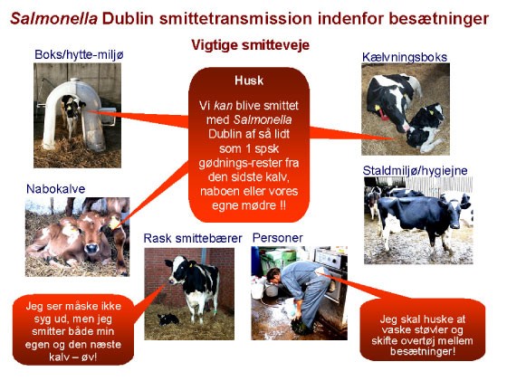 Grafik med billeder der giver en oversigt over, hvorledes Salmonella Dublin kan spredes. 