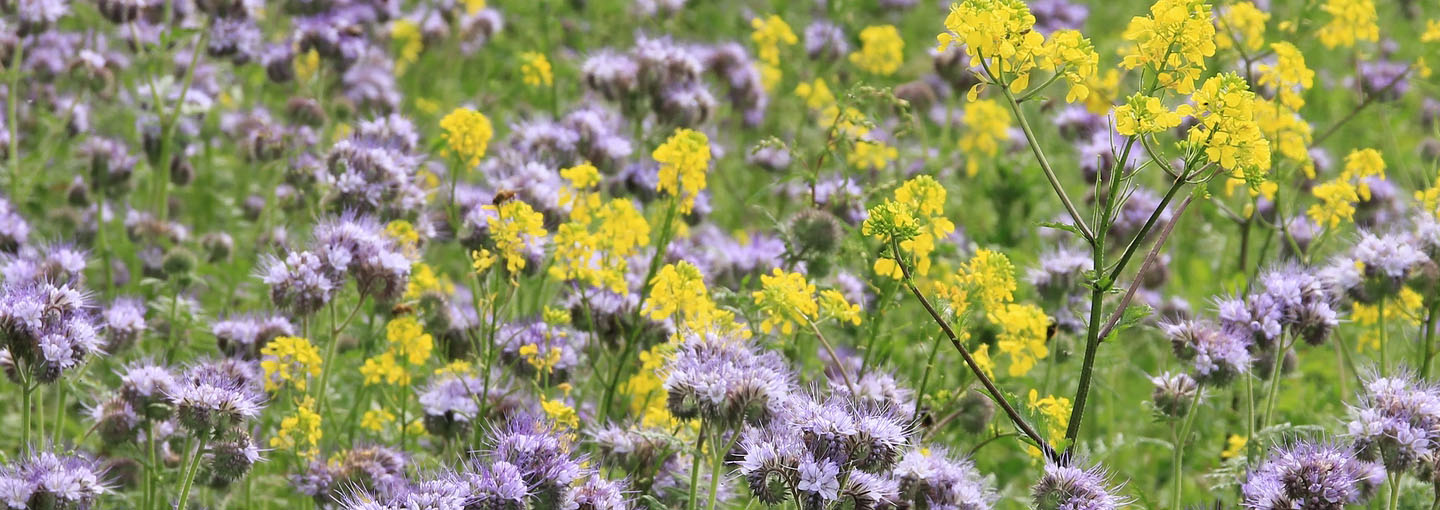 Nærbillede af lilla og gule blomster