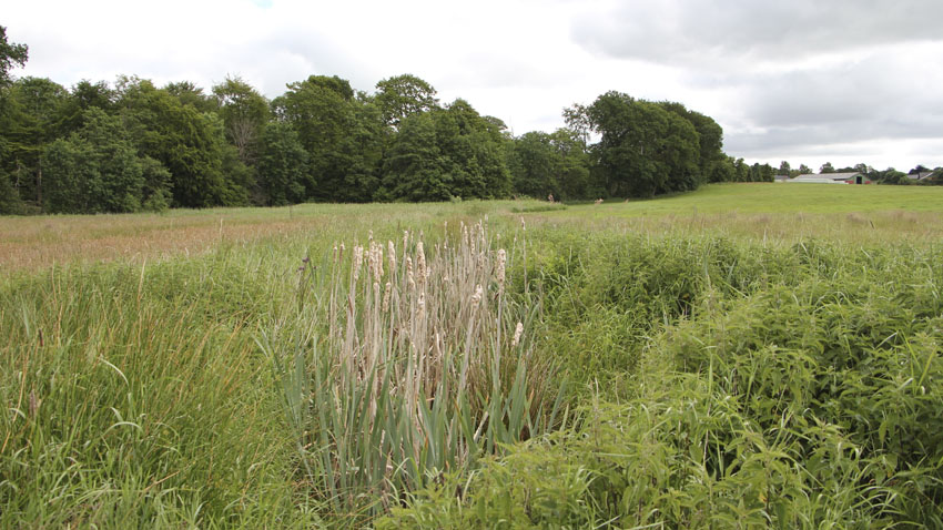 Lukket grøft med dunhammer. Disse huller og grøfter i området er dybe og ejer hegner dem fra fordi dyrene kan falde i og ikke komme op ved egen hjælp. 