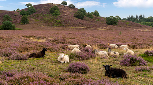 får der græsser på en hede