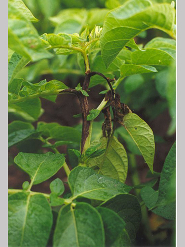 Angreb af kartoffelskimmel på knolde. Symptomerne ses som rustrøde plamager fra overfladen og ind i knolden, der senere udvikles til blødråd.