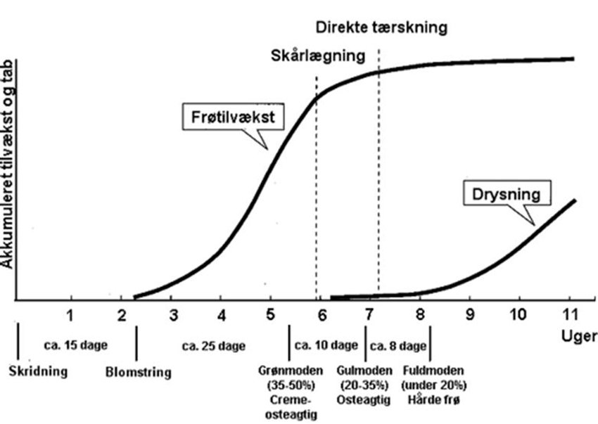 Modningsforløb i alm. rajgræs fra skridning over grøn- og gulmodenhed.