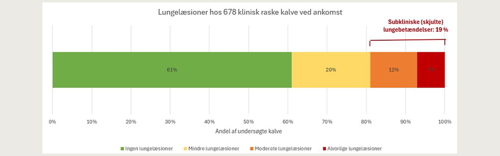 Lungelæssioner hos kalve