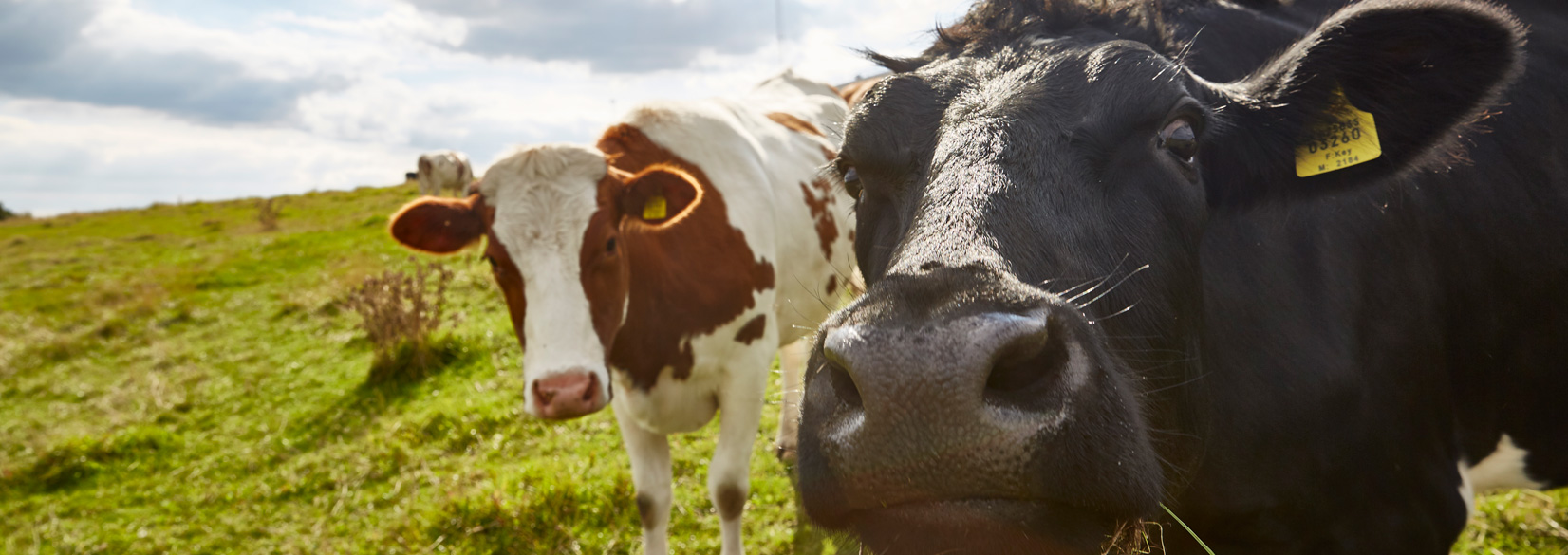 Hold dig opdateret med den nyeste landbrugsfaglige viden om kvæg