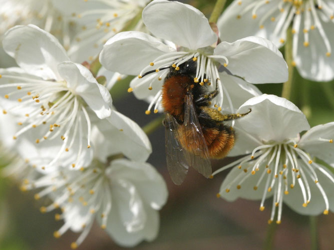 Rødpelset jordbi (andrena fulva) er bare en af de mange insektarter, der fouragerer på blomstrende mirabel. 