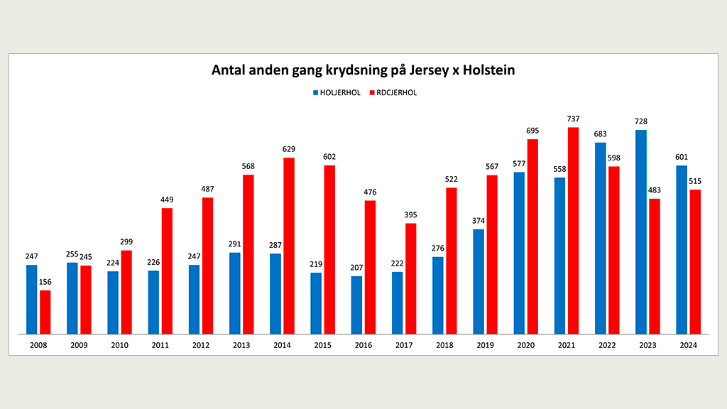 Antal anden gang krydsning på Jersey x Holstein