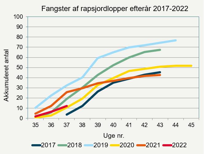 Akkumuleret fangst af rapsjordlopper i gule fangbakker i efterårene 2017-2022. 