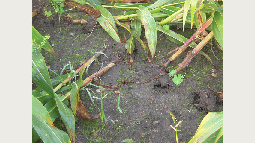 Billedet viser “root lodging” eller rodvæltning i majs.