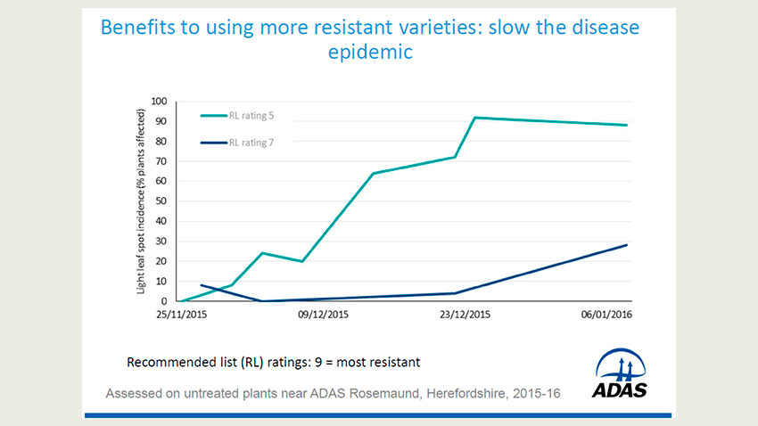 Udviklingen af lys bladplet, procent angrebne planter, i mindre modtagelig sort (karakter 7) o modtagelig sort (karakter 5). 