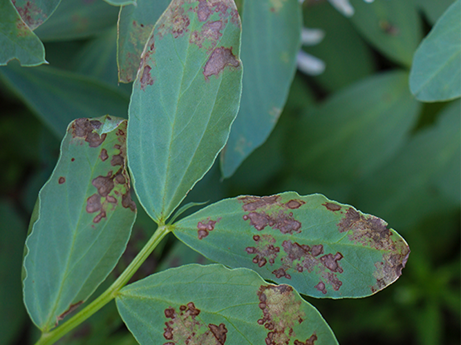 Vikkeskimmel. Symptomerne kan være meget variable. Bladpletterne kan også være rødlige som på billedet. Fotograf Ghita Cordsen Nielsen, SEGES.