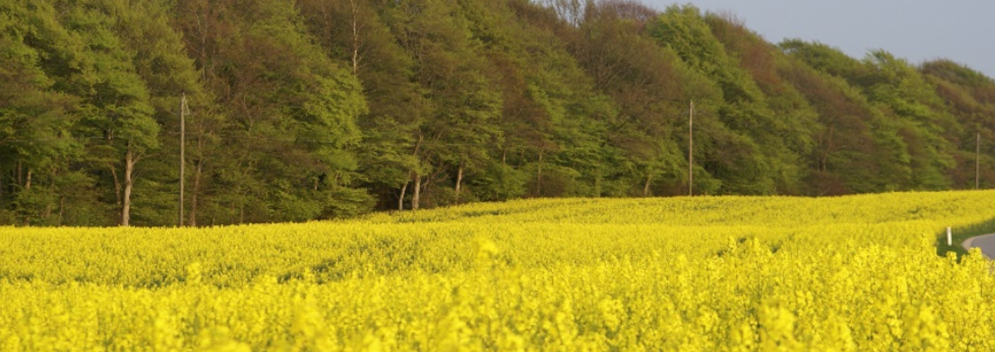 Bladgødning af vinterraps med flydende gødning kan ske over en forholdsvis lang periode fra midt i blomstringen frem til ca. 14 dage efter afblomstring, men der vil altid være en vis risiko for svidning af blomster og blade. Foto: Torkild Birkmose, SEGES.