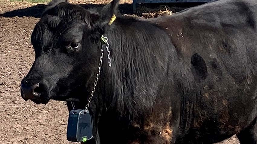 Ko med halsbånd med solcelle-drevet GPS-sender med fleksibelt gummi i nakken.