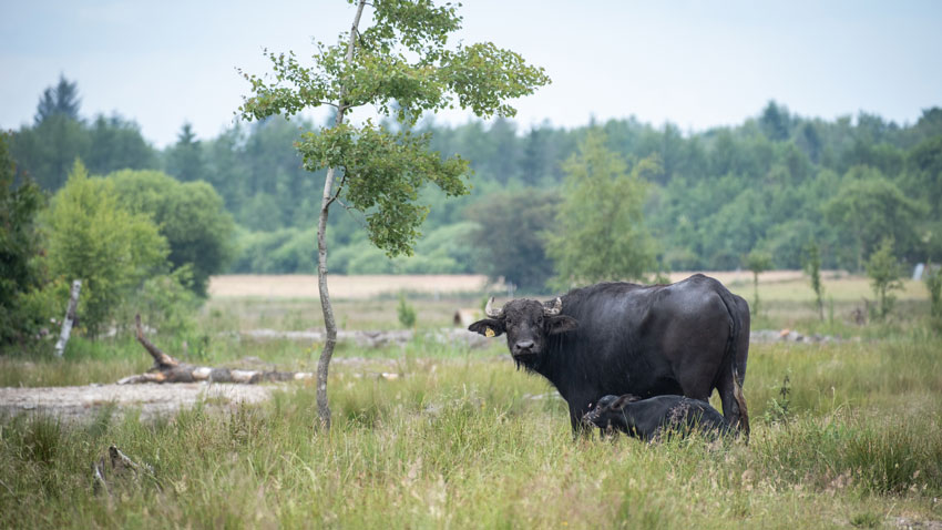 Asiatiske vandbøfler (ko og kalv), i lavbundsprojektet Kragelund mose ved Vejen