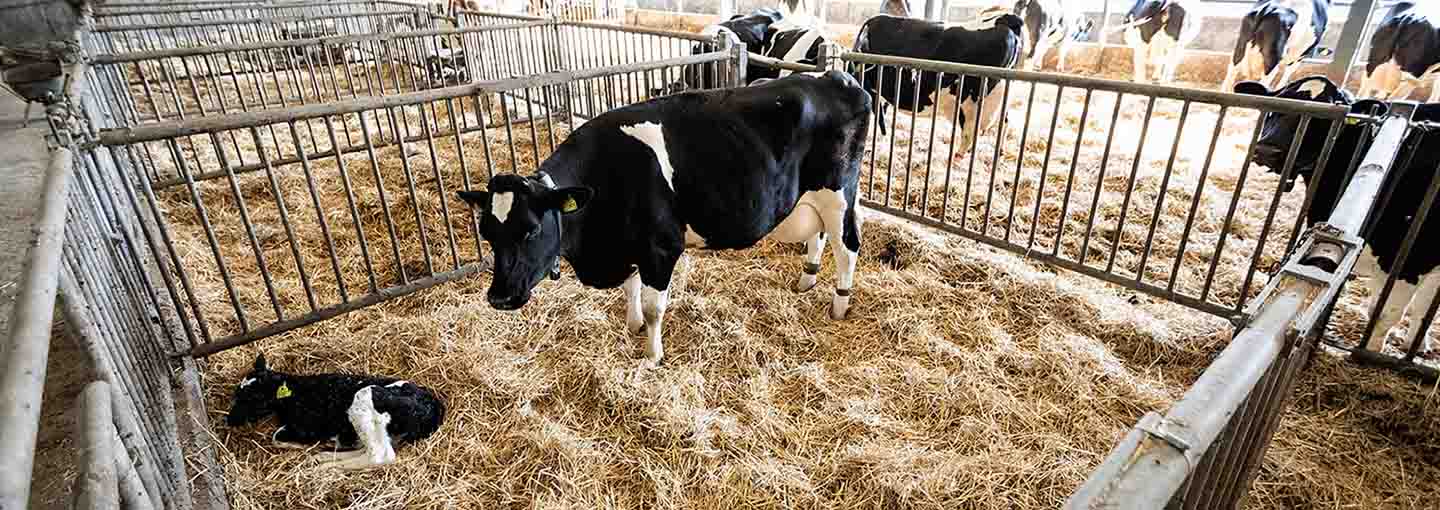 hero_transport_dragtige_koer_nykalvere