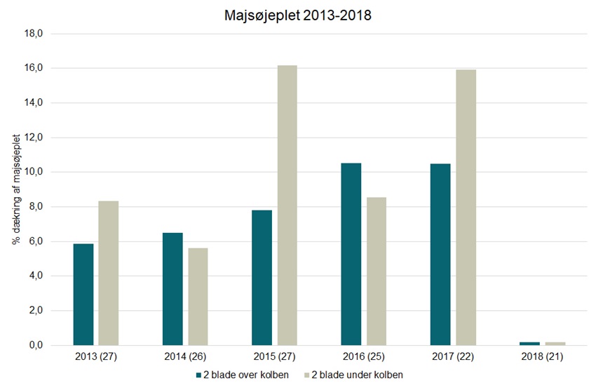 Bladsvampe i majs figur 2