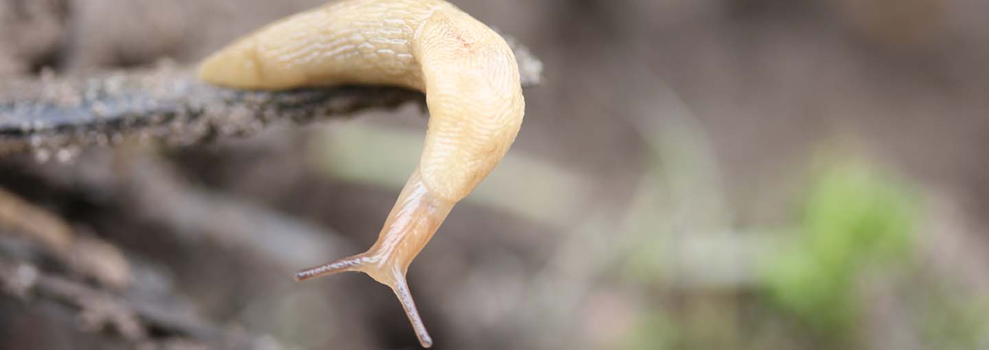 snegl