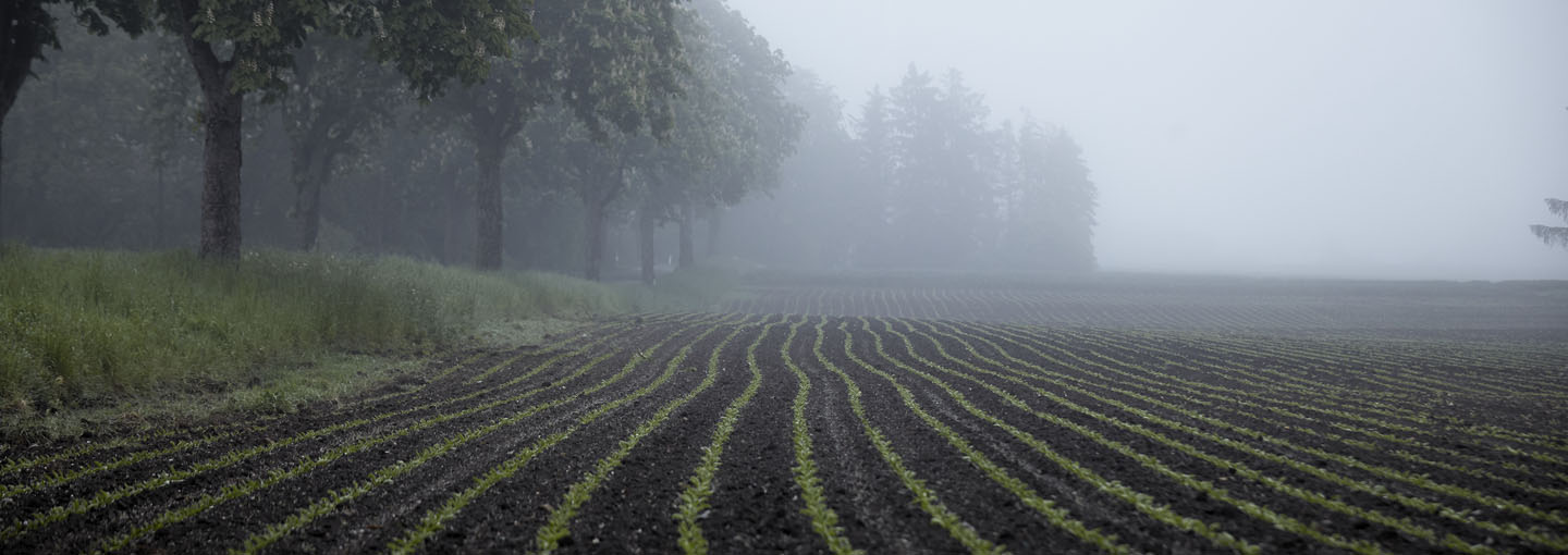 Billede af mark i tåge