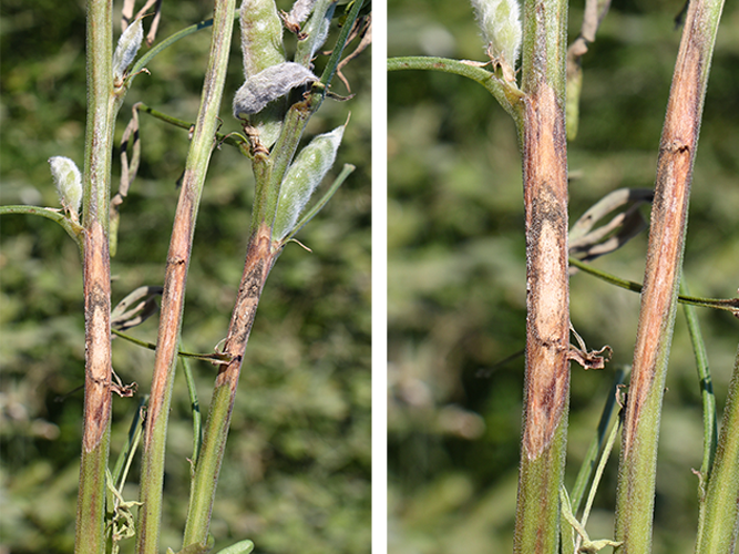 Gråskimmel i lupin. Angreb kan også sidde højere oppe på planterne, hvor der har samlet sig vissent plantemateriale og fugt f.eks. ved bladfæsterne. Fotograferet 11. juli 2022. Fotograf Ghita Cordsen Nielsen, SEGES.