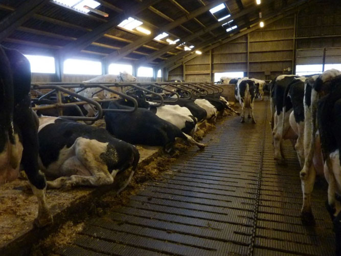 Køer ligger i sengebåse i stalden med bagbenene ude på gangen