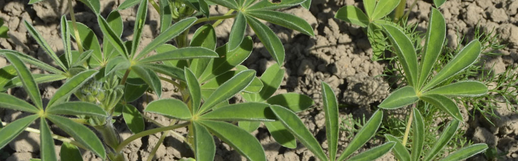 Nærbillede af bælgplanteafgrøde