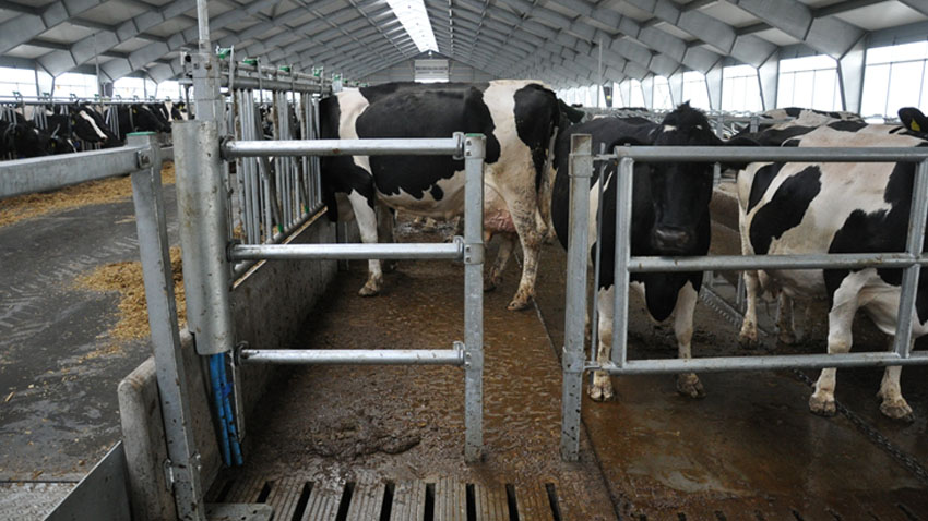 Køer i malkestald bag fanggitter med mandehuller