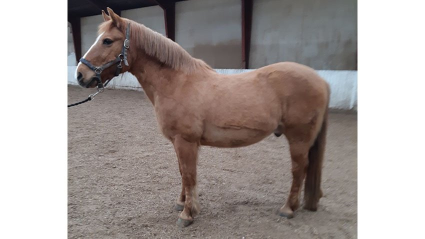 Kraftig og lavstammet (korte ben) pony