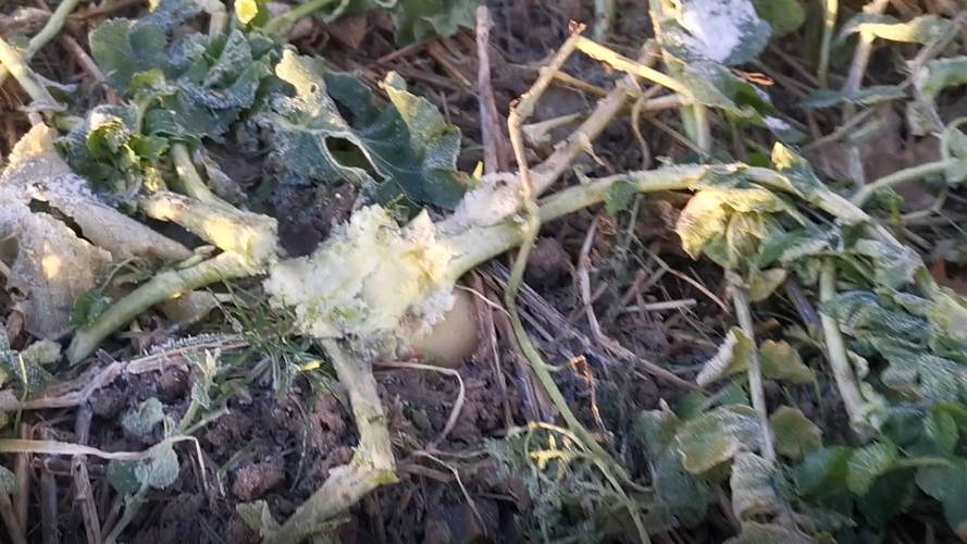 Olieræddike knust helt nede ved stængelbasis. Foto: Hans Henrik Fredsted, Agrovi.