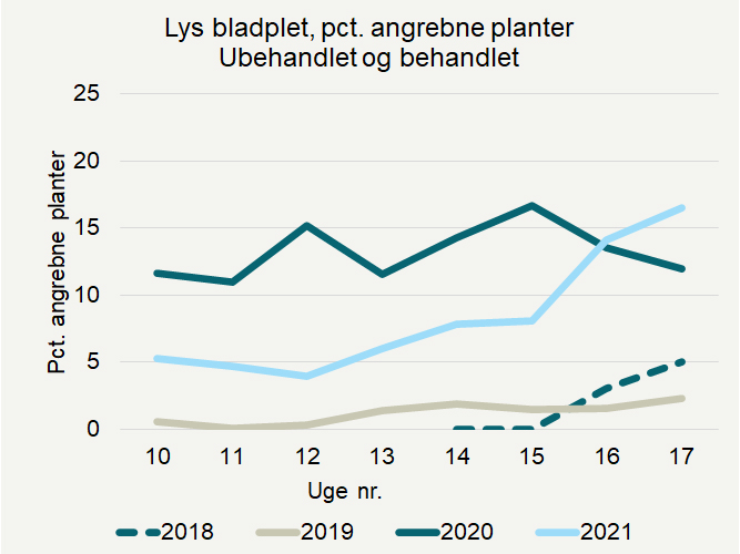 Procent angrebne planter af lys bladplet i vinterraps i registreringsnettet 2018 til 2021 for både de ubehandlede og behandlede marker.