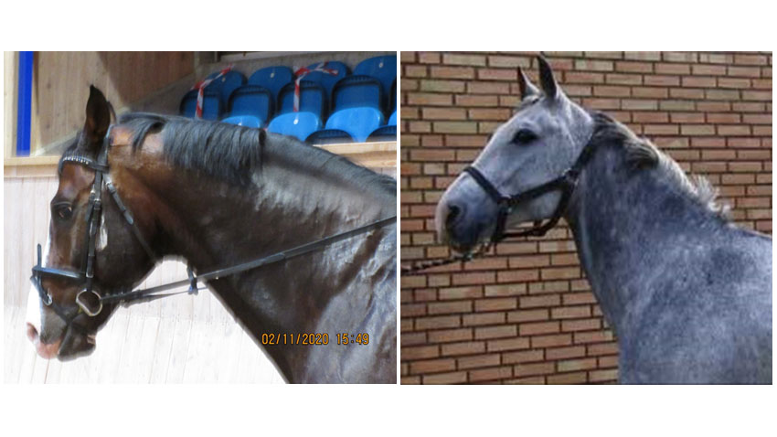 Bedømmelseskriterier for hoved og hals på heste