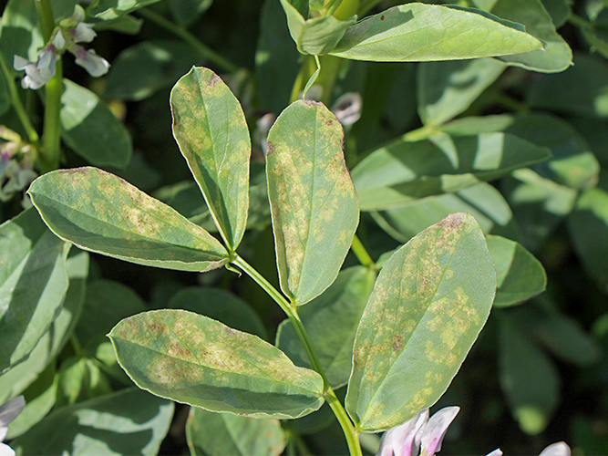 Vikkeskimmel. Gule blade. På undersiden er der en skimmelbelægning. Fotograf Ghita Cordsen Nielsen, SEGES.