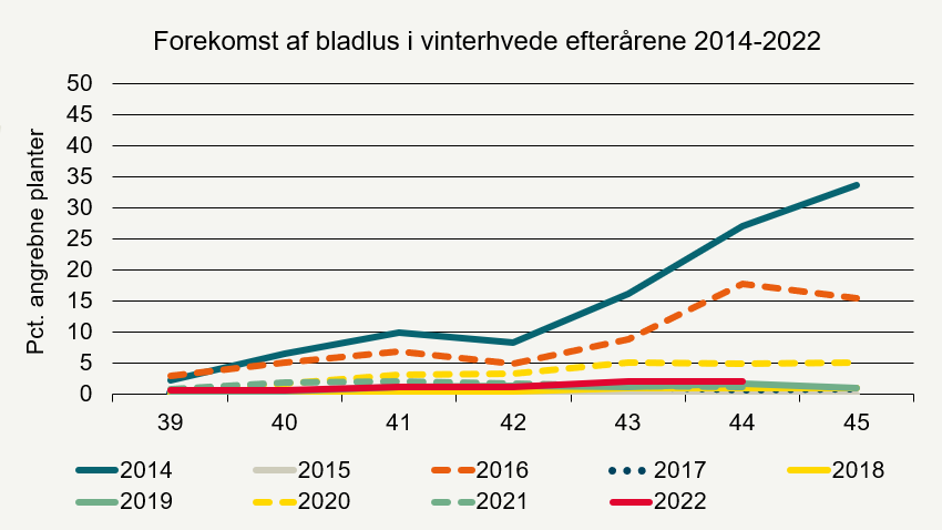 Udviklingen i angreb af bladlus (procent angrebne planter) i registreringsnettet i vinterhvede i 2022 og i tidligere år.