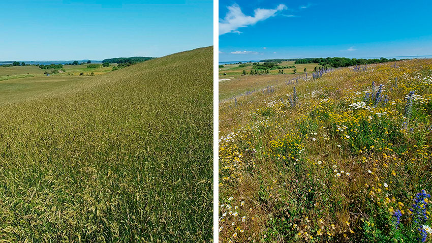 Før og efter billeder af tidligere dyrkede arealer til natur